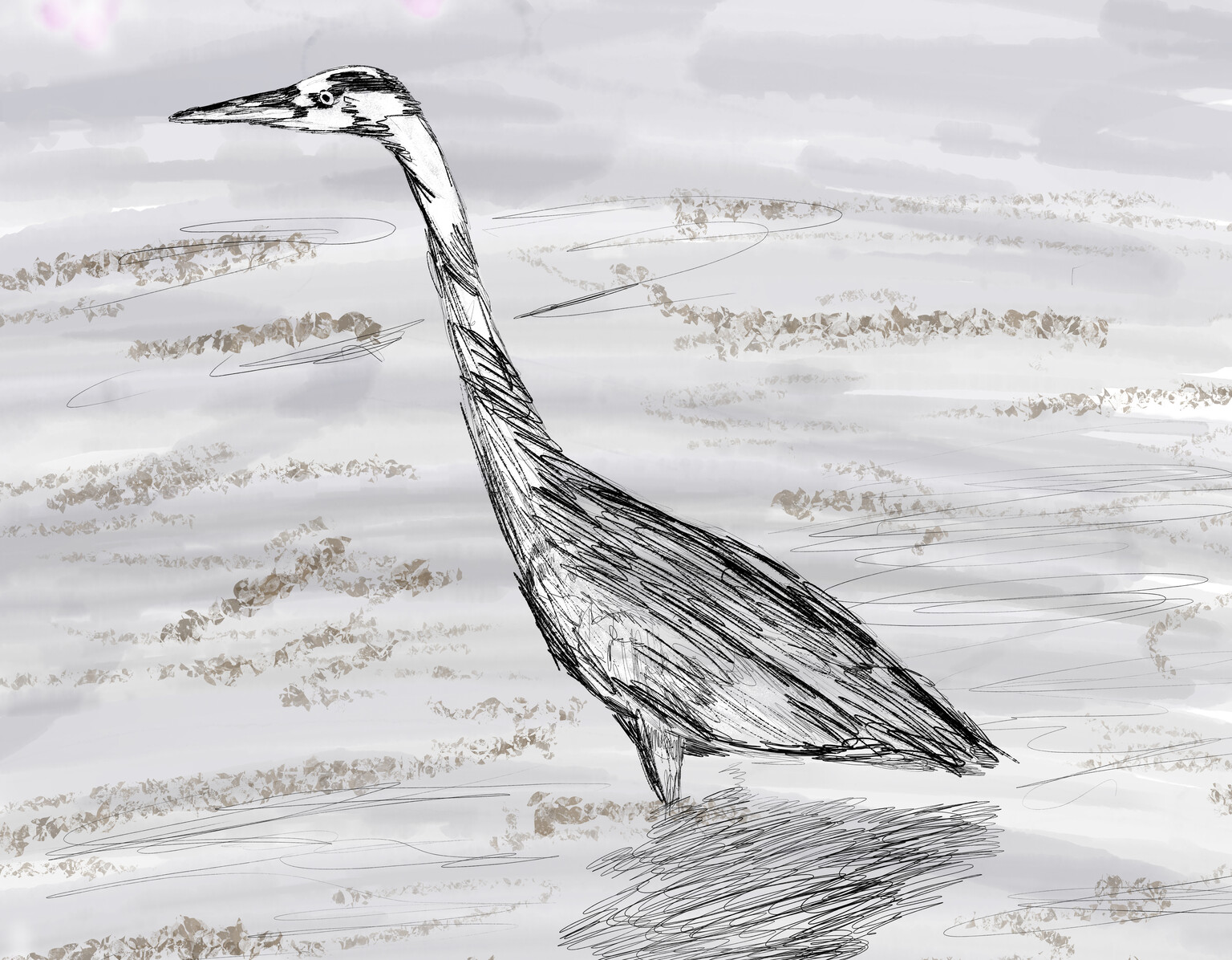 Grey Heron sketch